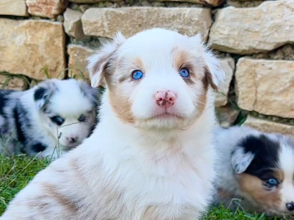 chiot Berger Australien au Royaume des Jolies Perles