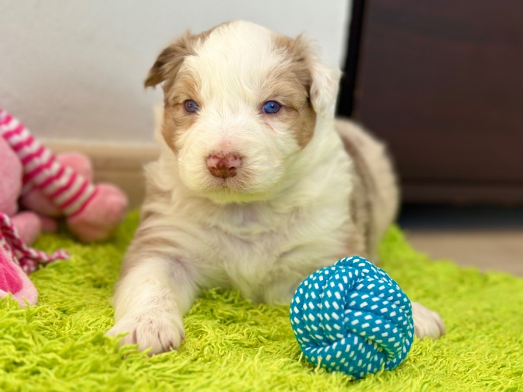 au Royaume des Jolies Perles - Chiot disponible  - Berger Australien