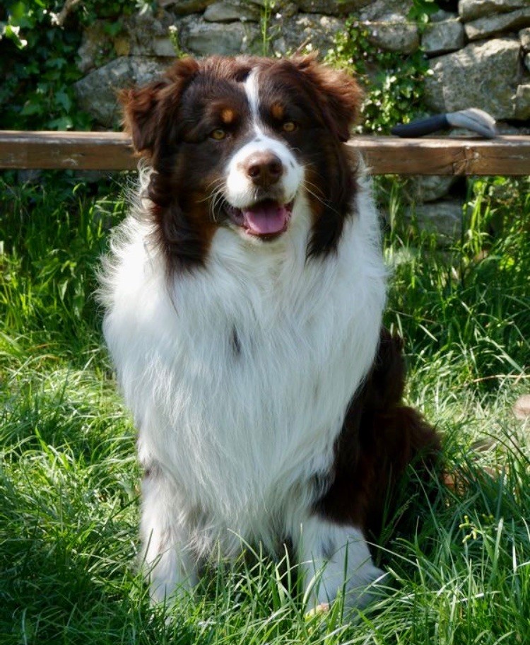 holy Moon ' H sparo harmony