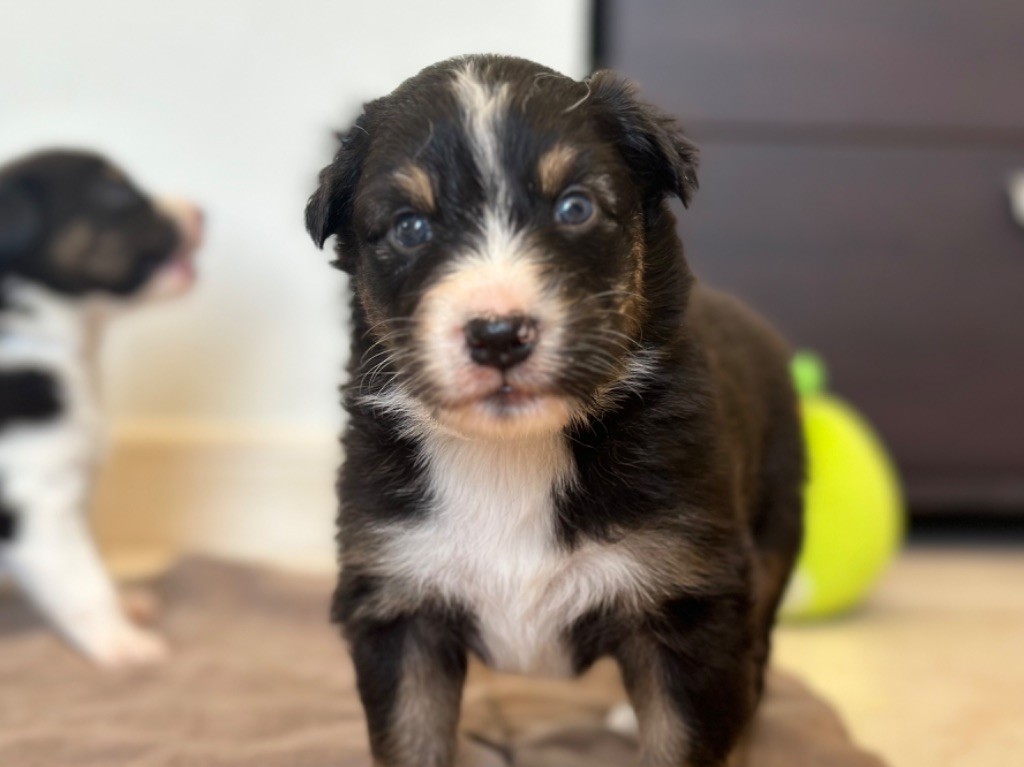 au Royaume des Jolies Perles - Chiots disponibles - Berger Australien