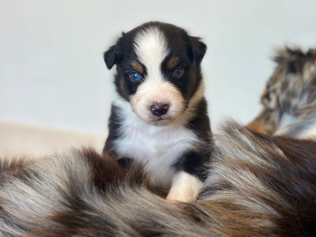 au Royaume des Jolies Perles - Chiots disponibles - Berger Australien