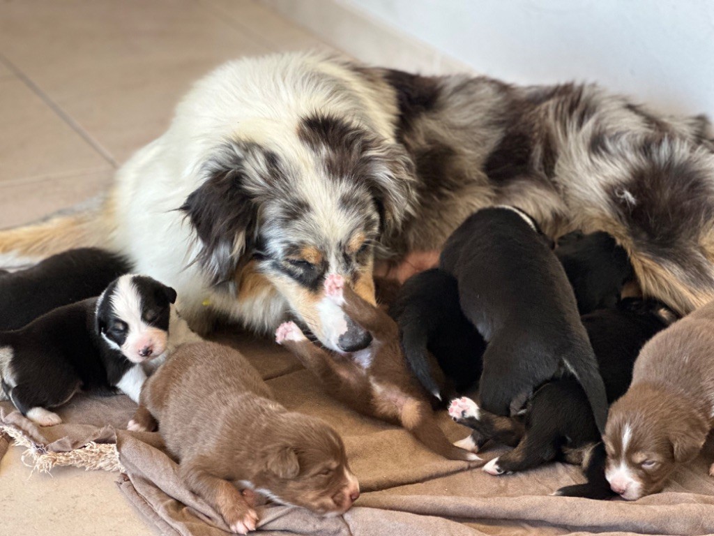 Chiot Berger Australien au Royaume des Jolies Perles