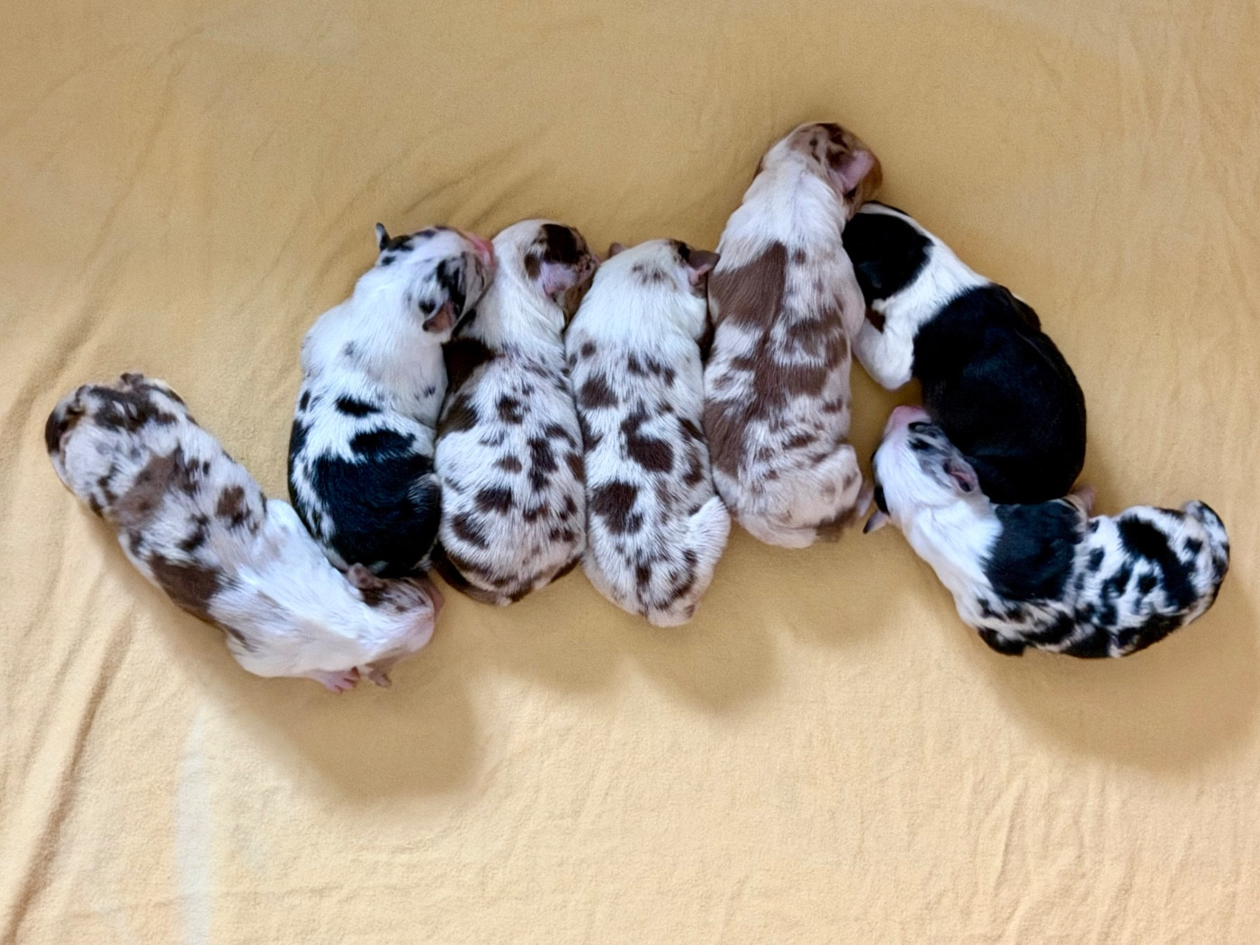 au Royaume des Jolies Perles - Chiots disponibles - Berger Australien