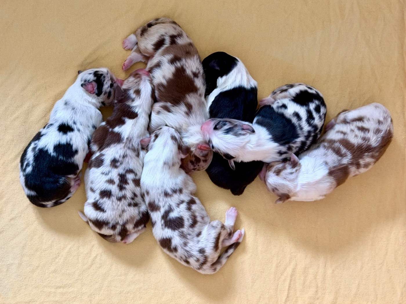 au Royaume des Jolies Perles - Chiots disponibles - Berger Australien