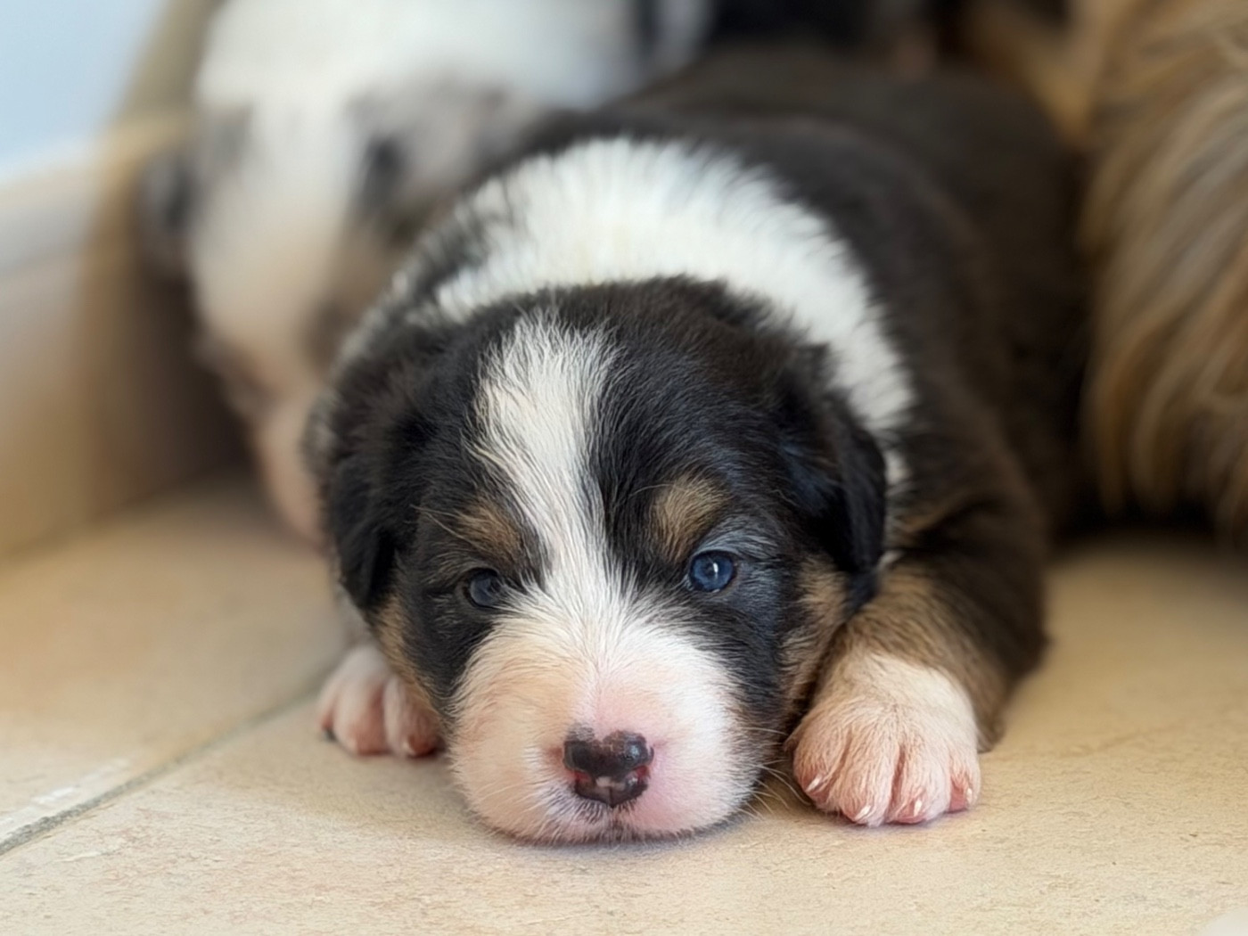 au Royaume des Jolies Perles - Chiots disponibles - Berger Australien