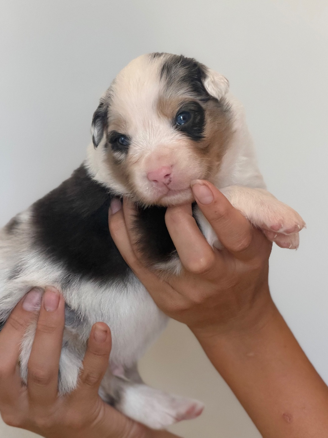 au Royaume des Jolies Perles - Chiots disponibles - Berger Australien