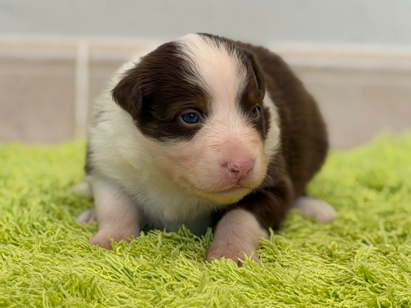 au Royaume des Jolies Perles - Chiots disponibles - Berger Australien