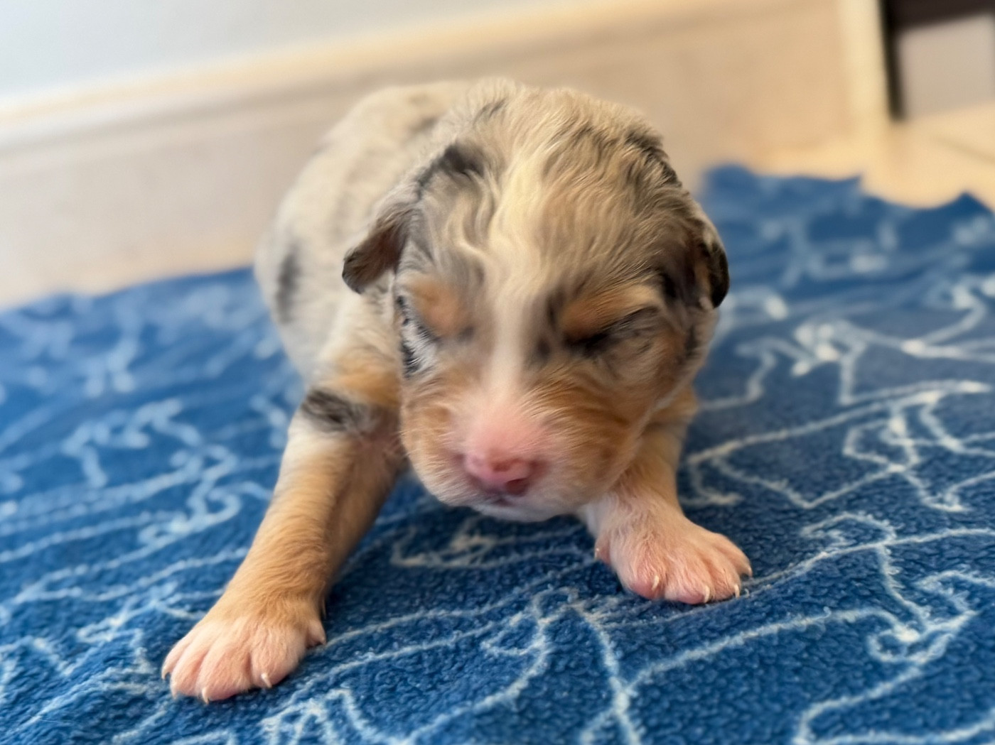 au Royaume des Jolies Perles - Chiots disponibles - Berger Australien