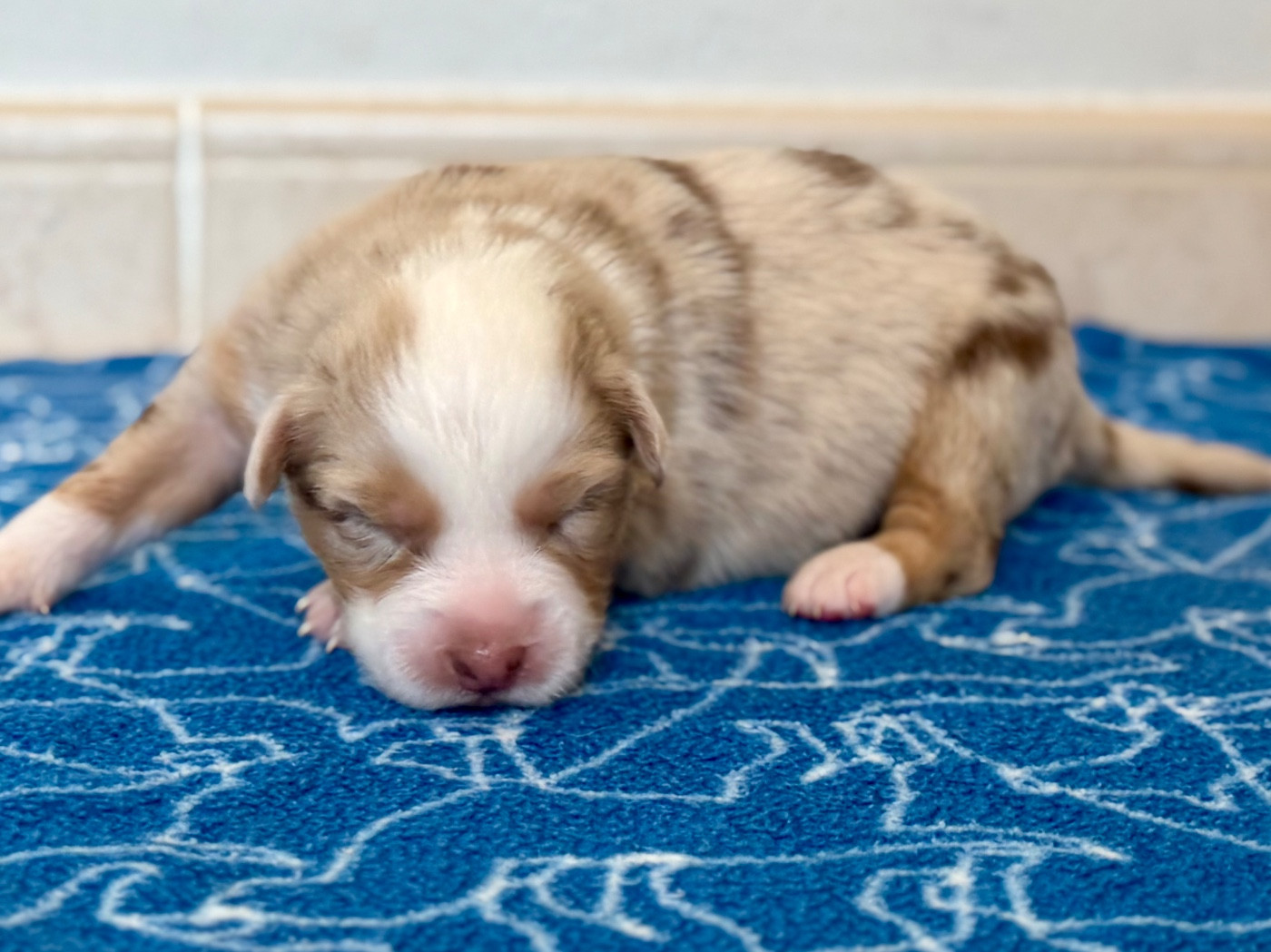 au Royaume des Jolies Perles - Chiots disponibles - Berger Australien