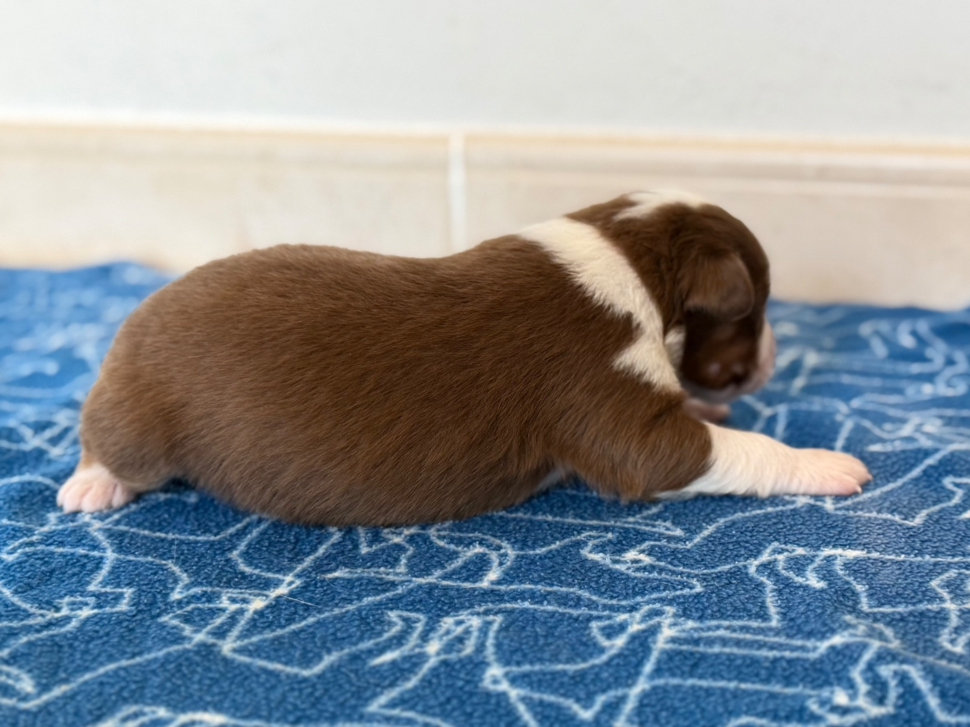 au Royaume des Jolies Perles - Chiots disponibles - Berger Australien