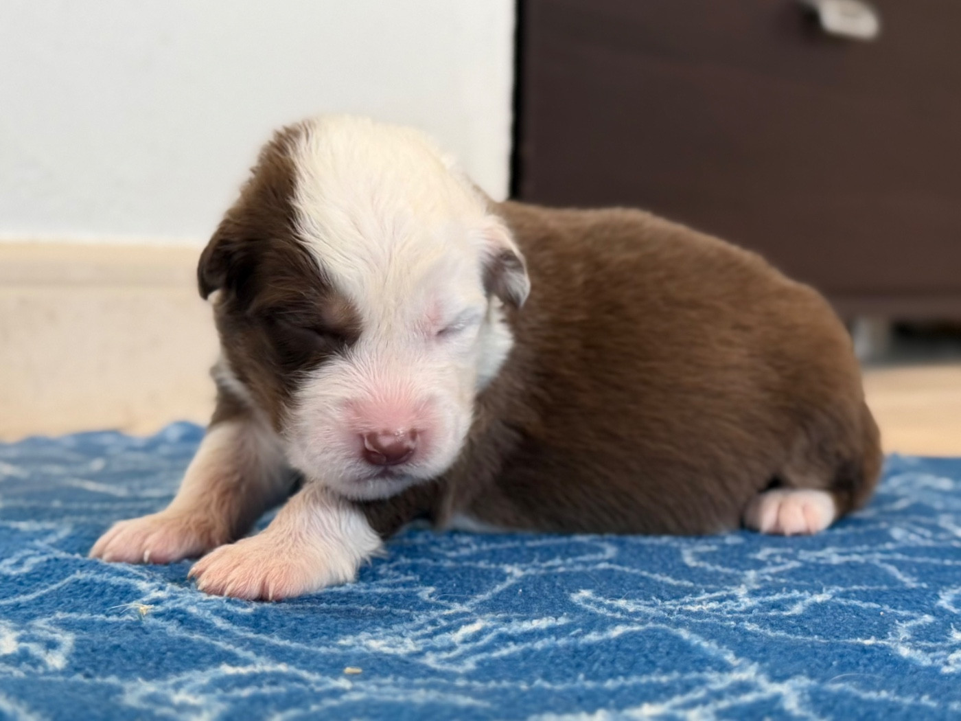 au Royaume des Jolies Perles - Chiots disponibles - Berger Australien