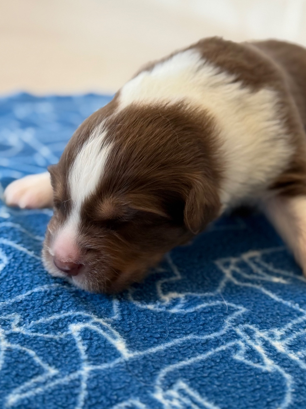 au Royaume des Jolies Perles - Chiots disponibles - Berger Australien