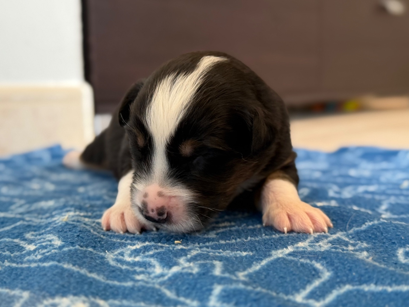 au Royaume des Jolies Perles - Chiots disponibles - Berger Australien