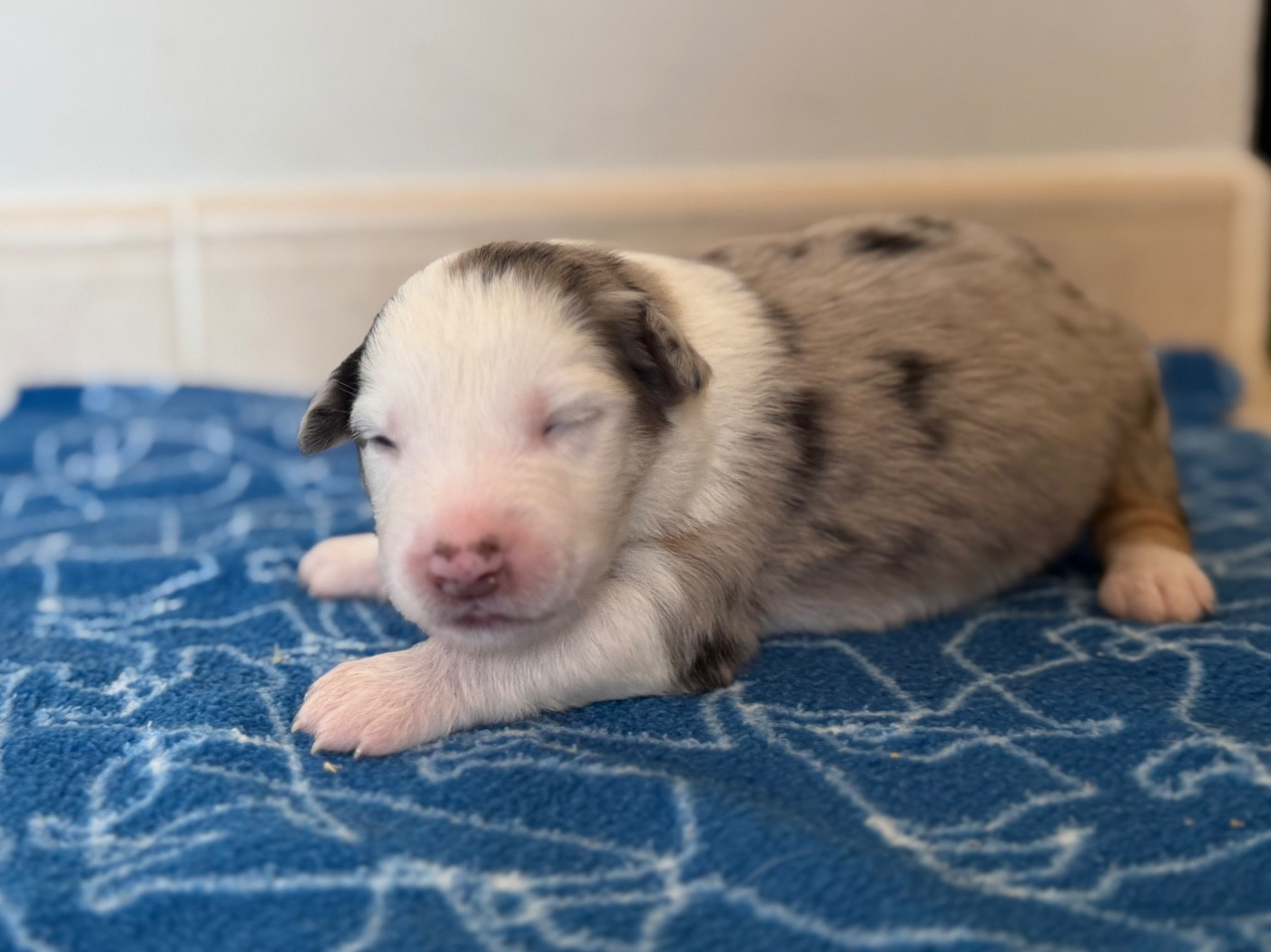 au Royaume des Jolies Perles - Chiots disponibles - Berger Australien