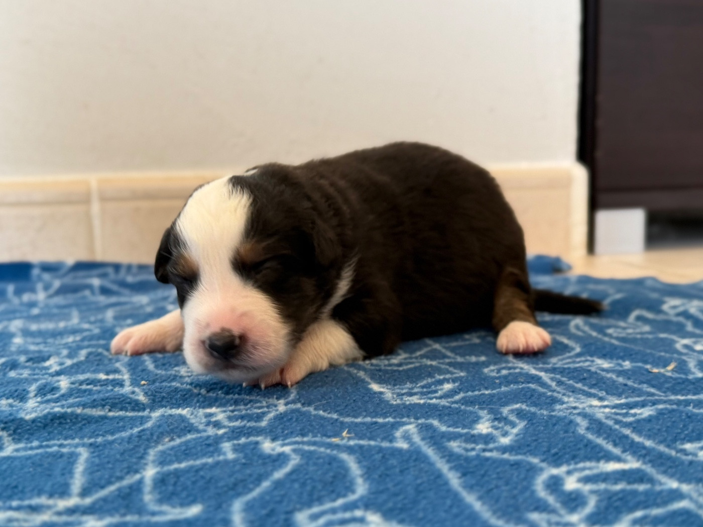 au Royaume des Jolies Perles - Chiots disponibles - Berger Australien