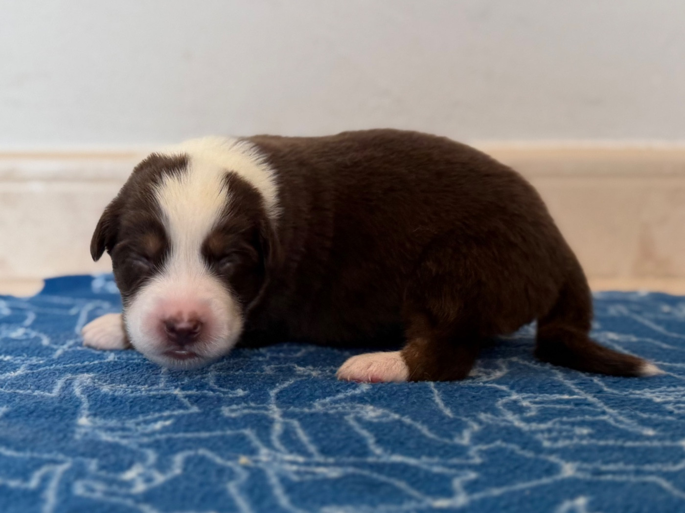 au Royaume des Jolies Perles - Chiots disponibles - Berger Australien