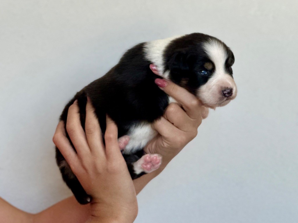 au Royaume des Jolies Perles - Chiots disponibles - Berger Australien