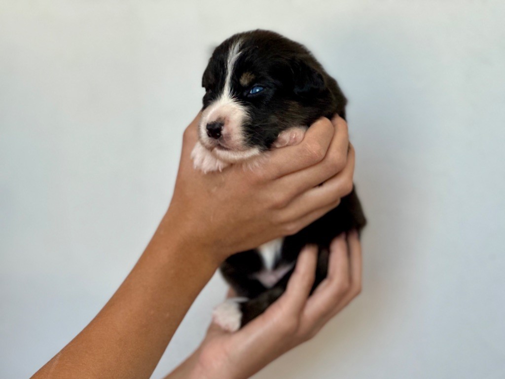 au Royaume des Jolies Perles - Chiots disponibles - Berger Australien