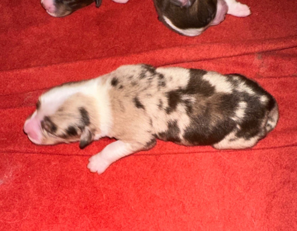 au Royaume des Jolies Perles - Chiots disponibles - Berger Australien