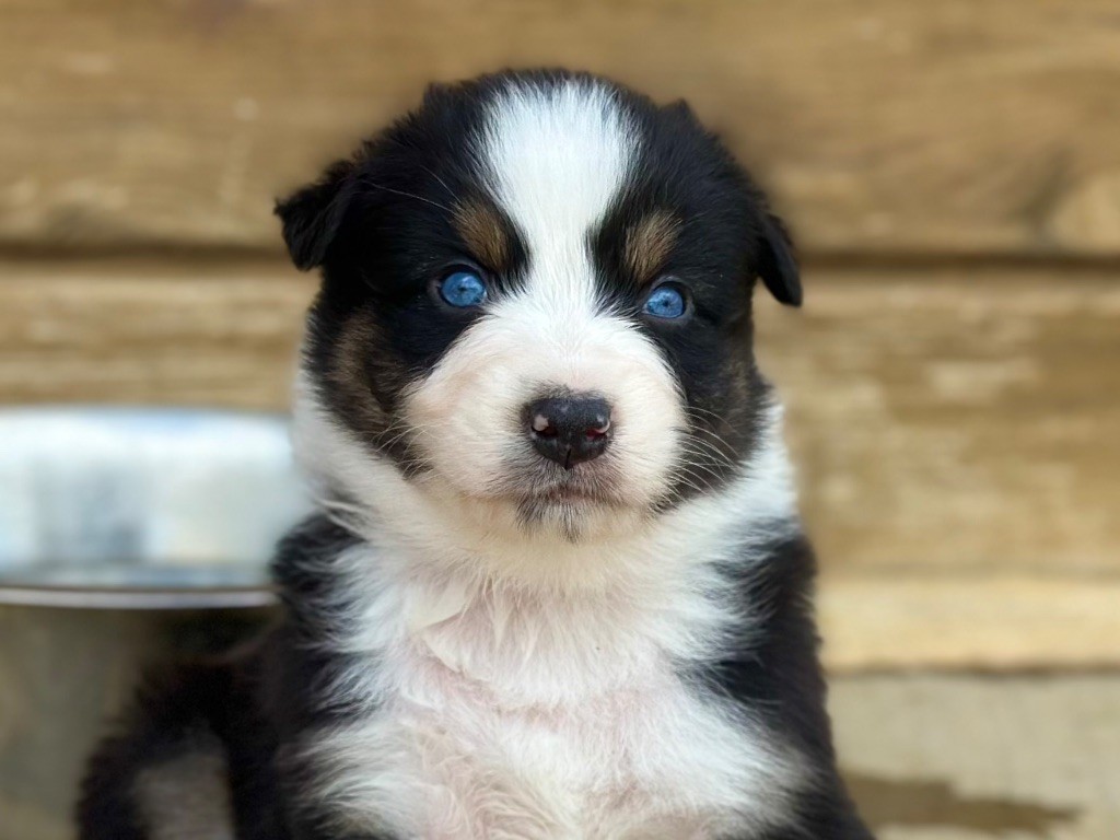 au Royaume des Jolies Perles - Chiots disponibles - Berger Australien