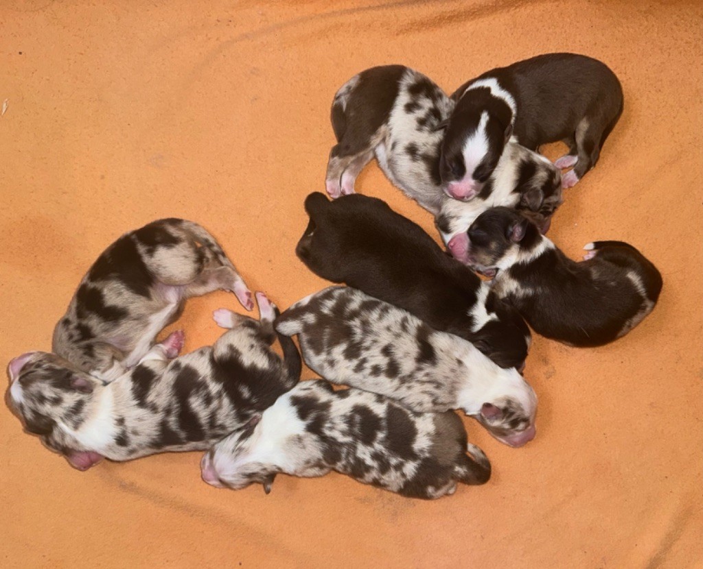 Chiot Berger Australien au Royaume des Jolies Perles
