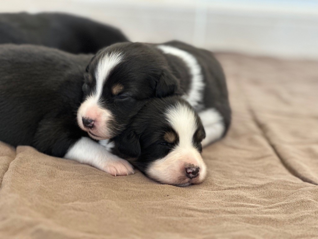 au Royaume des Jolies Perles - Chiots disponibles - Berger Australien