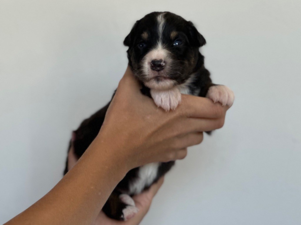 au Royaume des Jolies Perles - Chiots disponibles - Berger Australien
