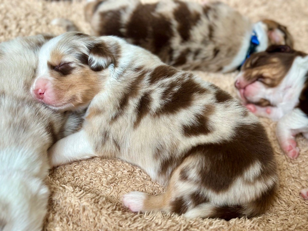 au Royaume des Jolies Perles - Chiots disponibles - Berger Australien