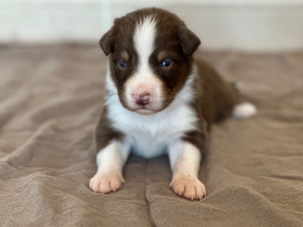 au Royaume des Jolies Perles - Chiots disponibles - Berger Australien