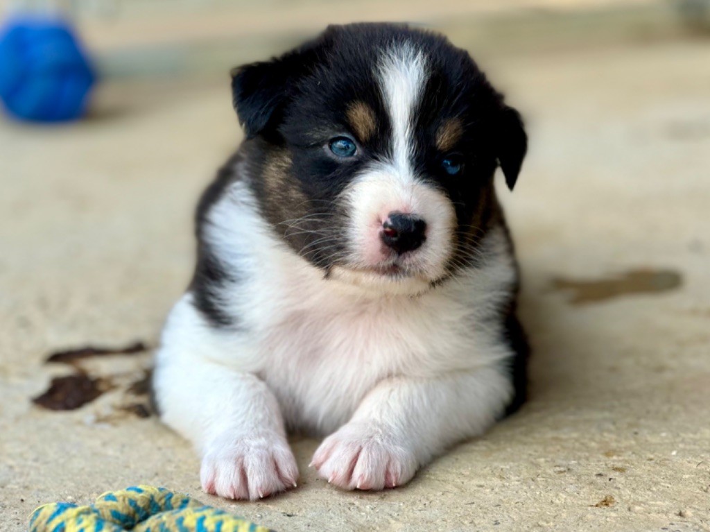 au Royaume des Jolies Perles - Chiots disponibles - Berger Australien