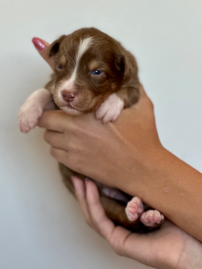 au Royaume des Jolies Perles - Chiots disponibles - Berger Australien