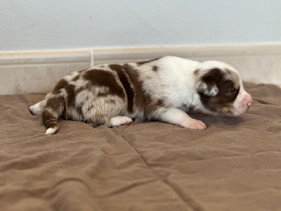 CHIOT 8