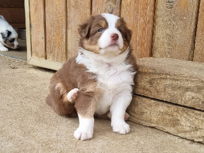 CHIOT