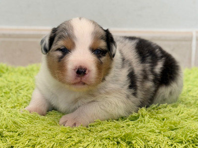 CHIOT 7
