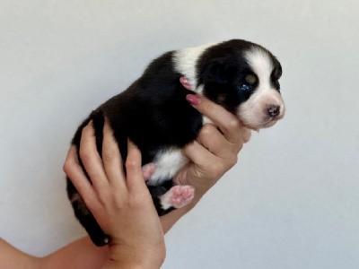 CHIOT 3