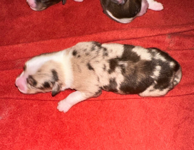 CHIOT