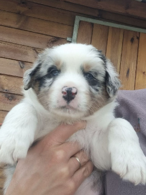 CHIOT