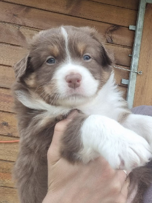 CHIOT