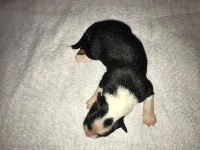 CHIOT