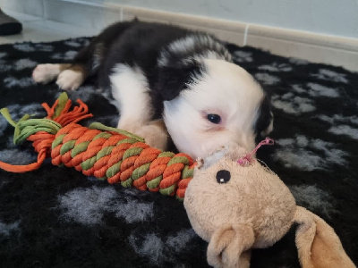 CHIOT 9