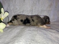 CHIOT