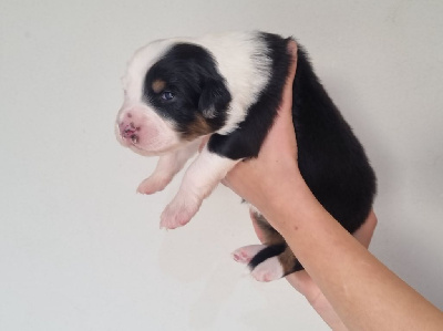 CHIOT