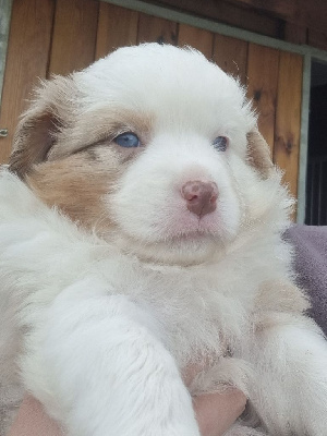 CHIOT