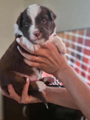 CHIOT 3