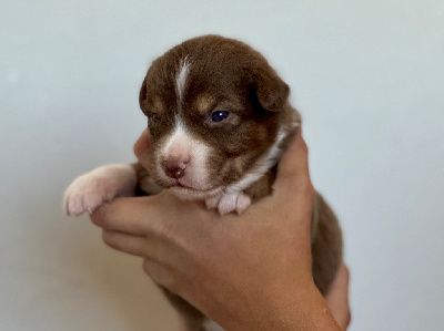 CHIOT 4