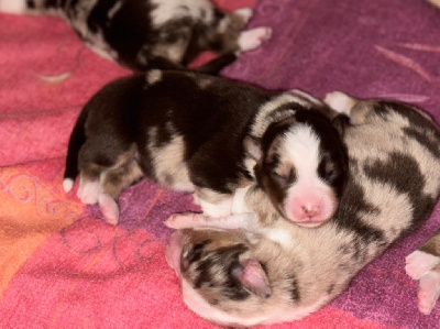 CHIOT