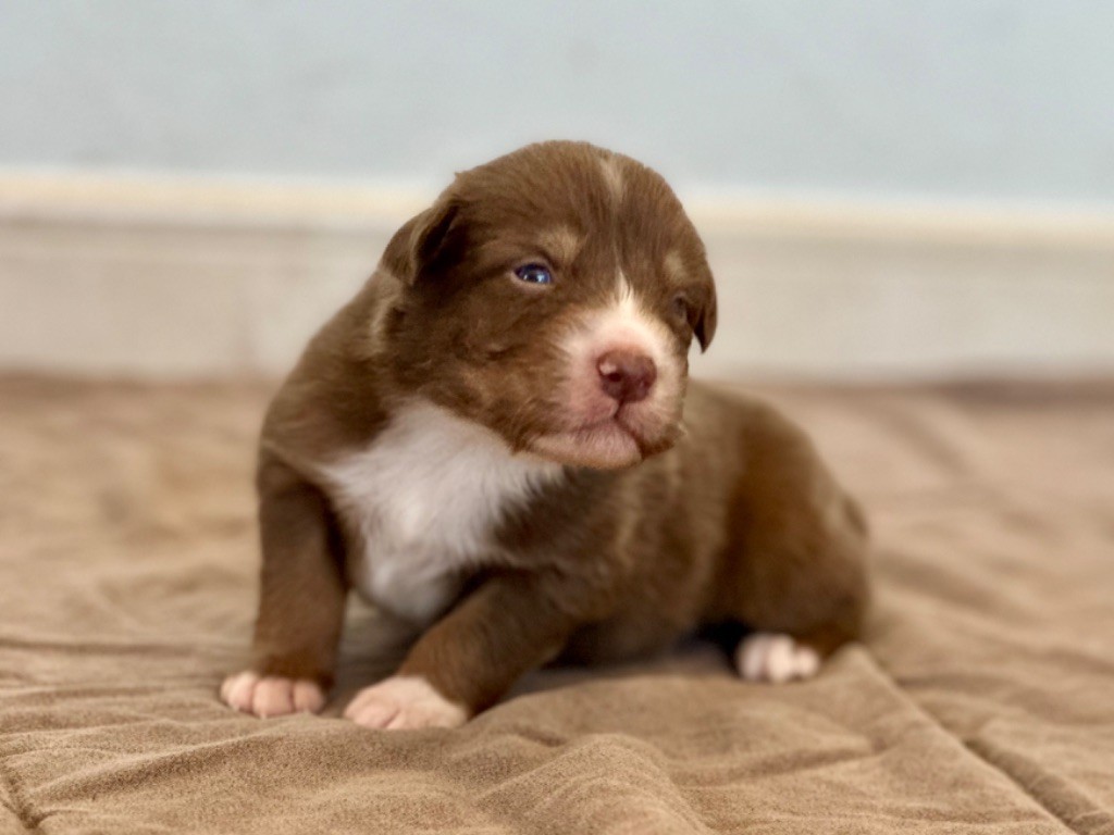 au Royaume des Jolies Perles - Chiots disponibles - Berger Australien