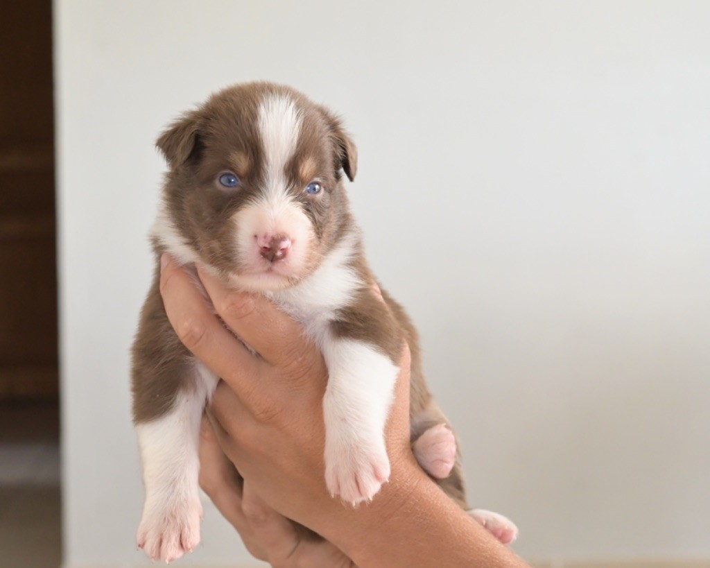 au Royaume des Jolies Perles - Chiots disponibles - Berger Australien