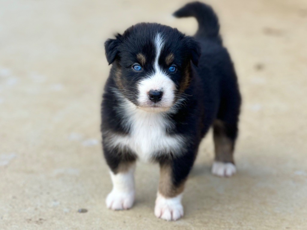 au Royaume des Jolies Perles - Chiots disponibles - Berger Australien