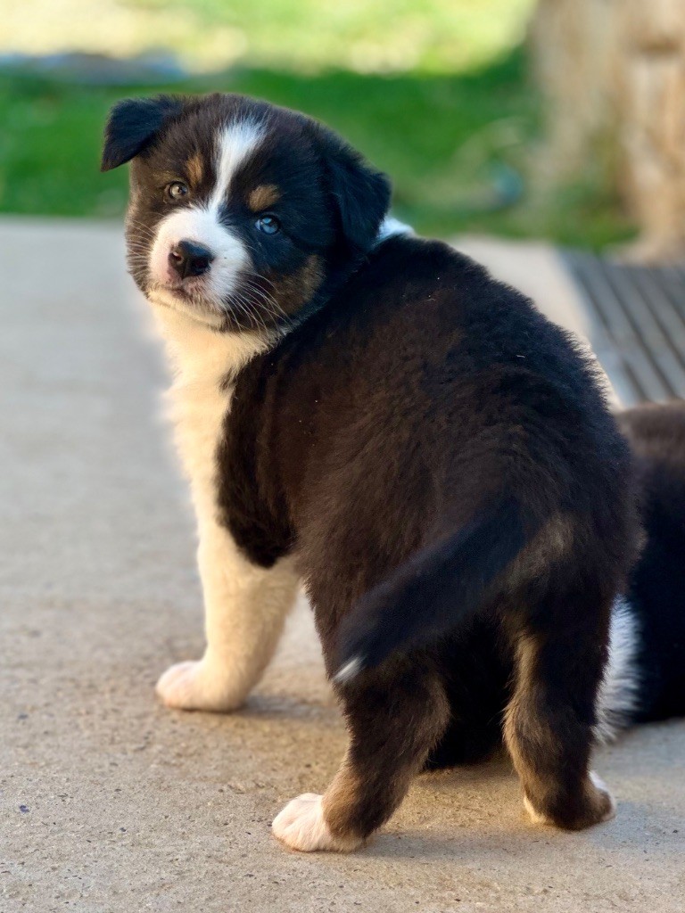 au Royaume des Jolies Perles - Chiots disponibles - Berger Australien